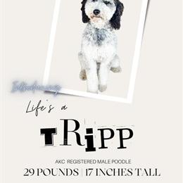 Poodle Stud Available in Indiana in Indianapolis, in