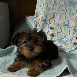 Female Yorkshire Terrier Ready for Forever Home in Bryant, in