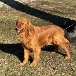 Golden Retriever Stud Available in Greenville, oh