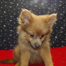 Male Pomeranian Puppy Available for Adoption in Paterson, nj