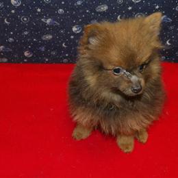 Male Pomeranian Puppy Available for Adoption in Paterson, nj