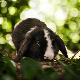 Holland Lop Babies - Sweet and Handled from Day One in Fowlerville, mi