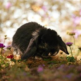 Holland Lops Looking for Forever Homes in Fowlerville, mi