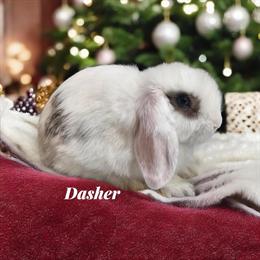 Mini breed bunnies available for adoption in Fowlerville, mi