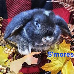 Holland Lops - Mini Dwarf Rabbits Available in Fowlerville, mi
