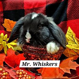 Holland Lop Rabbits Ready for Adoption in Fowlerville, mi