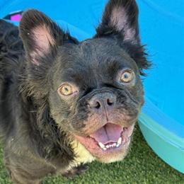 Male French Bulldog - One Year Old and Neutered in Tampa, fl
