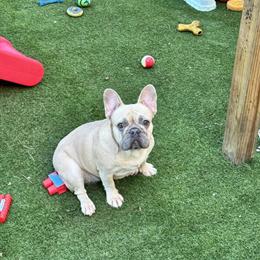 Female French Bulldog for Sale in Tampa, fl