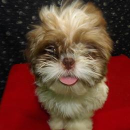 Male Shih Tzu Puppy Available for Adoption in Paterson, nj