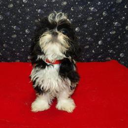 Female Shih Tzu Puppy Available for Adoption in Paterson, nj