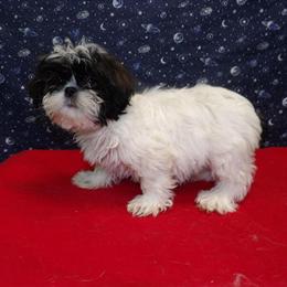 Female Shih Tzu Puppy Available for Adoption in Paterson, nj