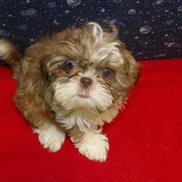 Female Shih Tzu Puppy Available for Adoption in Paterson, nj