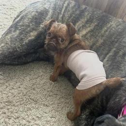 Brussels Griffon Puppy Available in Doylestown, oh