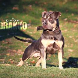 American Bully Drakko Available for Stud in Portage, mi