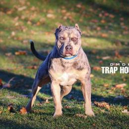 Pit Bull for Stud - ABKC Registered in Portage, mi