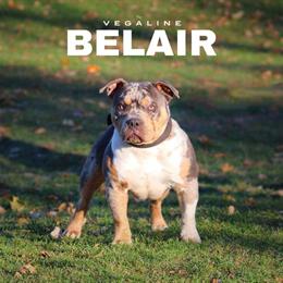 Pocket Bully Available for Stud Services in Portage, mi