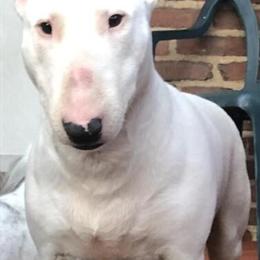 Bull Terrier Female Available for Adoption in York, pa