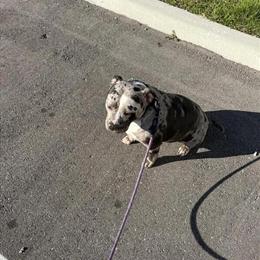 Pit Bull Sisters Needing a New Home in Goodyear, az