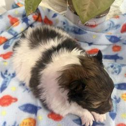 Male AKC Shetland Sheepdog Ready for Adoption in Carrollton, oh