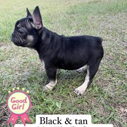 2 Female French Bulldogs Ready for New Homes in Halls, tn