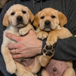 English Labrador Puppies Available - Ready 02/21/26 in Albion, mi
