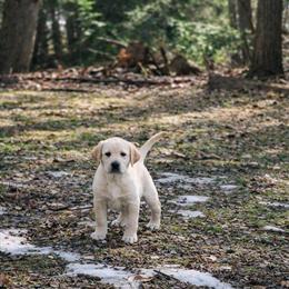 AKC Yellow Labrador Retriever Puppies Ready This Weekend in Albion, mi