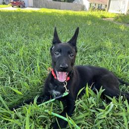 Belgian Malinois Puppies Ready for Adoption in Virginia Beach, va