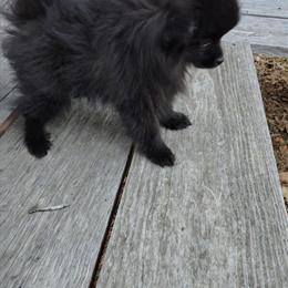 Pomeranian Male Puppy for Adoption in Kinston, nc