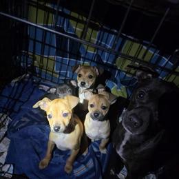 Rat Terrier and Jack Russell Puppies Available in Oscoda, mi