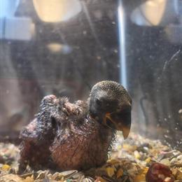 Baby Eclectus Parrots for $2500 Each in Buffalo, ny