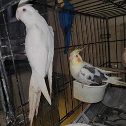 Cockatiel Pair for Sale with Cage in Buffalo, ny