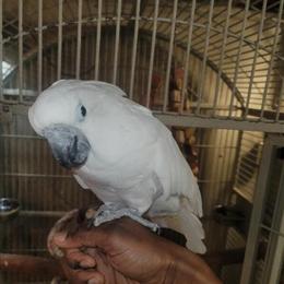 Female Umbrella Cockatoo for Sale in Buffalo, ny