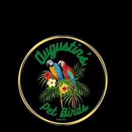 Exotic Birds Available in Buffalo, NY in Buffalo, ny