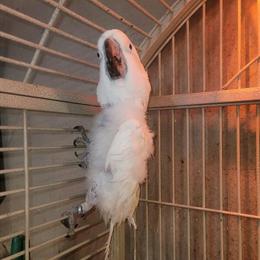 Male Cockatoo with Cage for Sale in Buffalo, ny