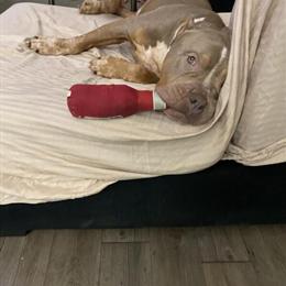 XL Bully Male Stud 'GoldenBoy' Available for $1.5k Fee in Atlanta, ga