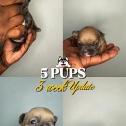 Fluffy Carrier French Bulldog Puppies Available for $2500 in Atlanta, ga