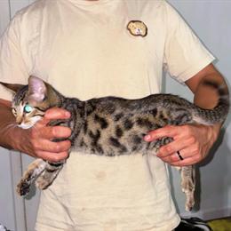 Bengal Kitten Available in Manassas, va