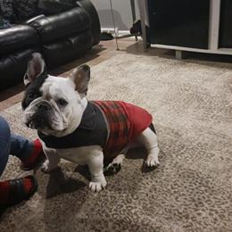 American Bully Stud Available for $500 in Columbus, oh