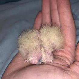 Baby cockatiels available for experienced owners in Adrian, mi