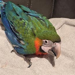 Harlequin Macaw Baby for Adoption in DeKalb, il