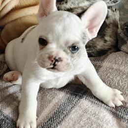 French Bulldog Puppies Ready for Forever Homes in Monroe, wi