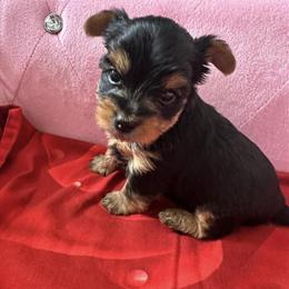Yorkshire Terrier Puppies Available - 2 Females and 1 Male Left in Orlando, fl