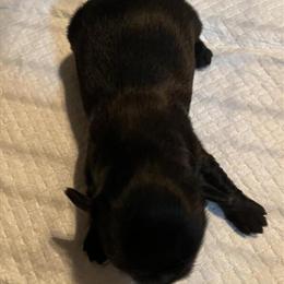 Shih Tzu Maltese Puppies Available in Lorton, va