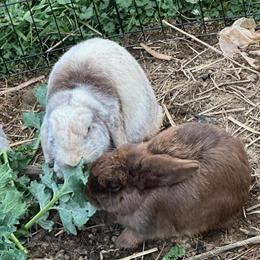 Holland Lop Bunny Looking for a Loving Home in Massillon, oh