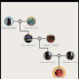 AKC Doberman Puppies Available for Adoption in Beaver, pa