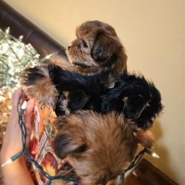 Mini Morkies Available for Rehoming in Burlington, nc
