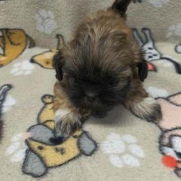 Imperial Shih Tzu Puppies Available in Brodhead, ky