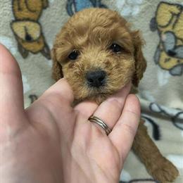 Mini Poodles - CKC Registered Male Puppies in Brodhead, ky