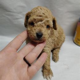 Ckc Toy Poodle Males for Adoption in Brodhead, ky