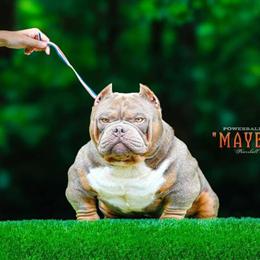 1 Female Puppy Available in Birmingham, al